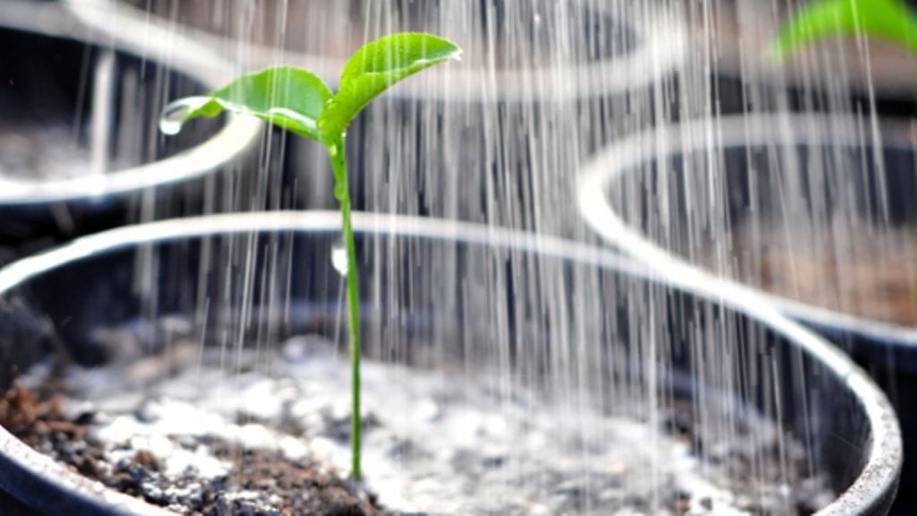 Älä kastele kasveja liikaa.