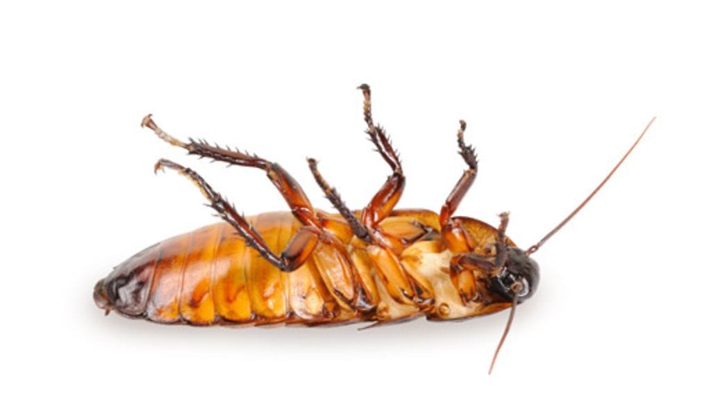 Torakka on yleistynyt Suomessa.