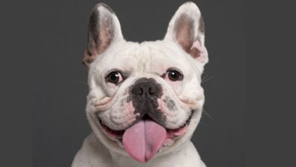 Hymyile välillä vaikka väkisin – tekohymykin nimittäin helpottaa.