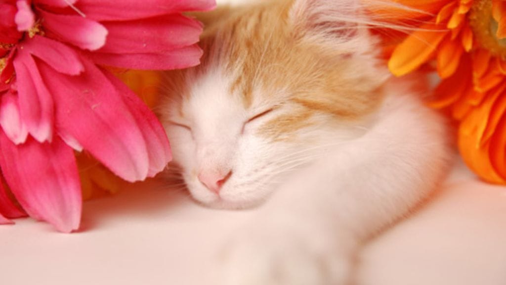 Vuoden vaihtuessa on hyvä kiinnittää huomiota myös riittävään unen saantiin.