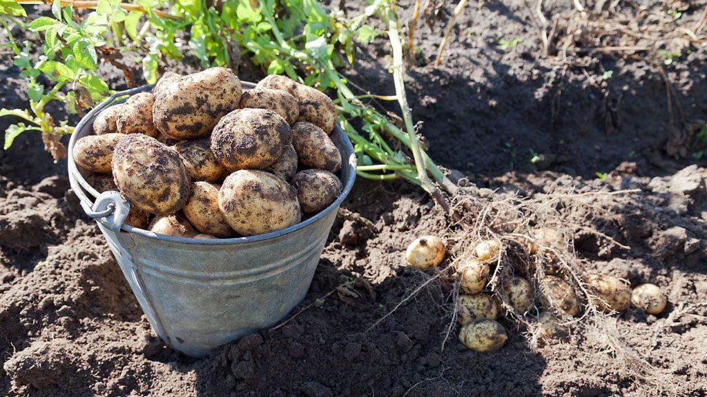 Oman maan perunoita voi lahjoittaa päivä- tai vanhainkoteihin.