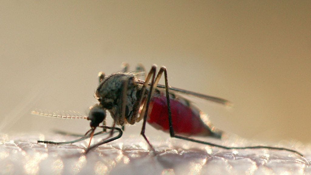 Hyttynen on lomailijan vakiovieras.