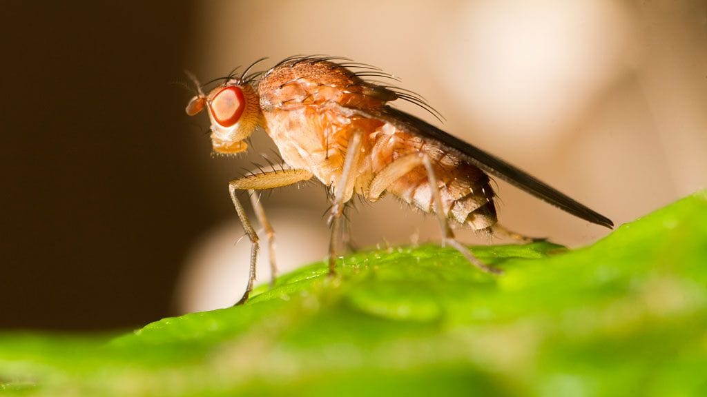 Kuvituskuvassa on banaanikärpänen.