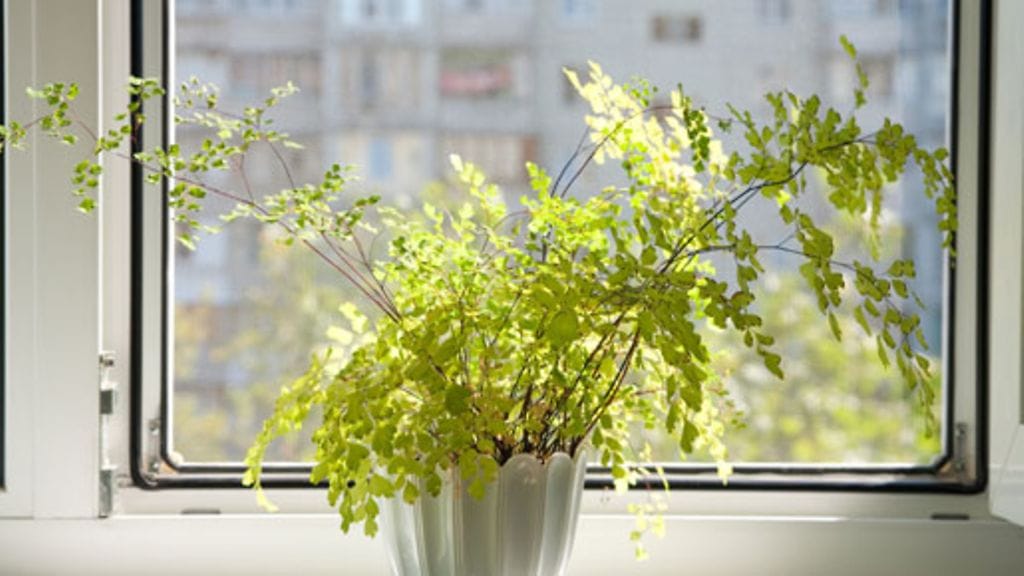 Viherkasvit paitsi näyttävät kauniilta myös puhdistavat sisäilmaa.