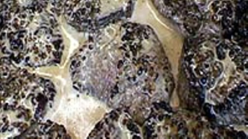 Puumalassa 19.8.2004