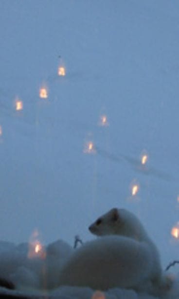 Aune Anttila, Viekijärvi