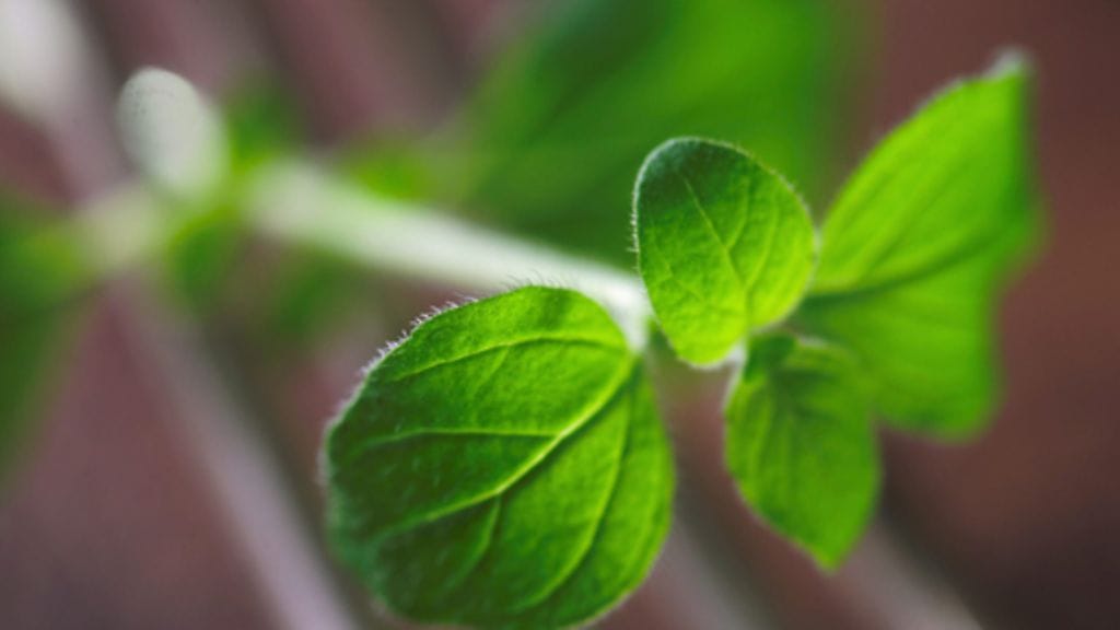 Yrttien terveysvaikutukset piilevät niiden varsissa, paljastaa yrttiekspertti Marjut Suomalainen