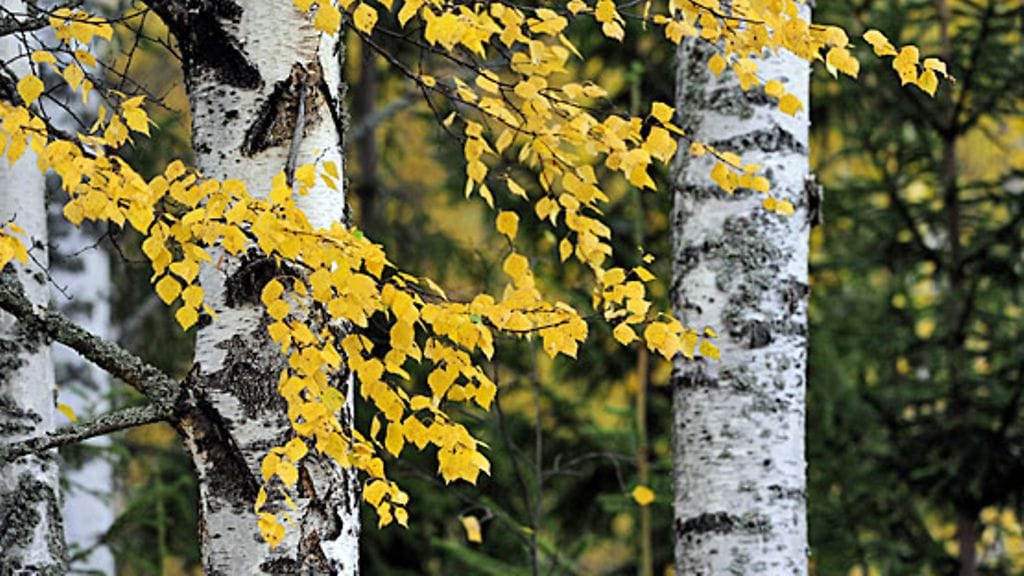 Pakurikääpä viihtyy vanhoissa koivupuissa.