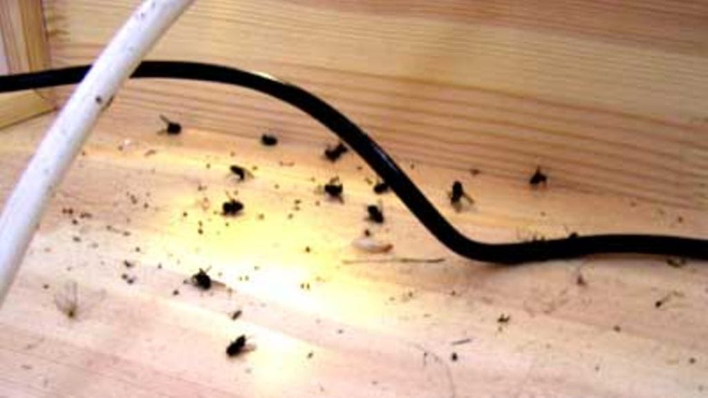 Sillä siisti 10.11.2006