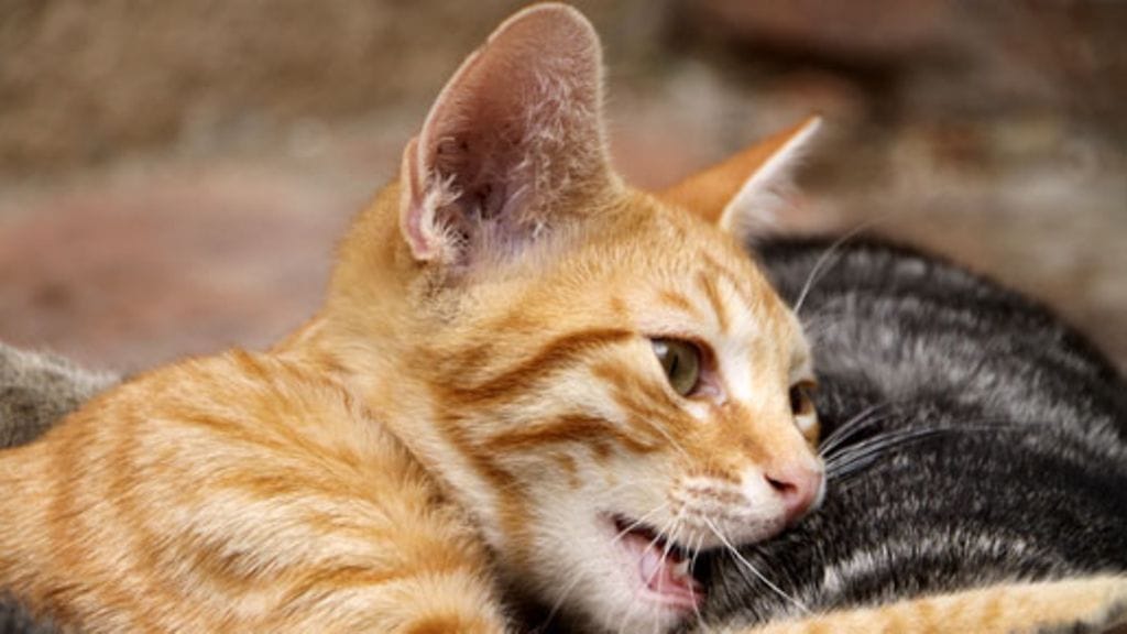 Kissanpissan tuoksu viinipullossa johtuu rikin yhdisteestä.