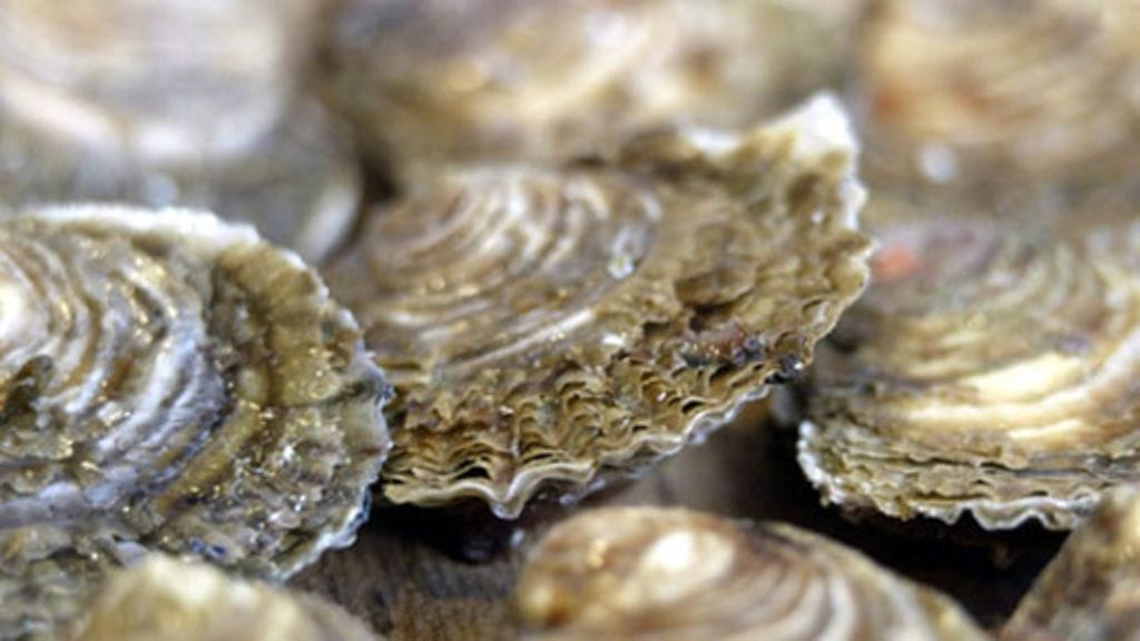 Ostereita. LEHTIKUVA / MARTTI KAINULAINEN