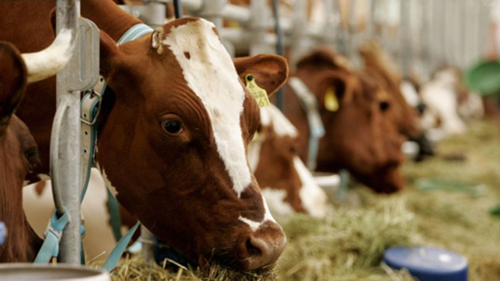 Arkistokuva. Kuvan eläimet tai kuvauspaikka eivät liity tapaukseen.