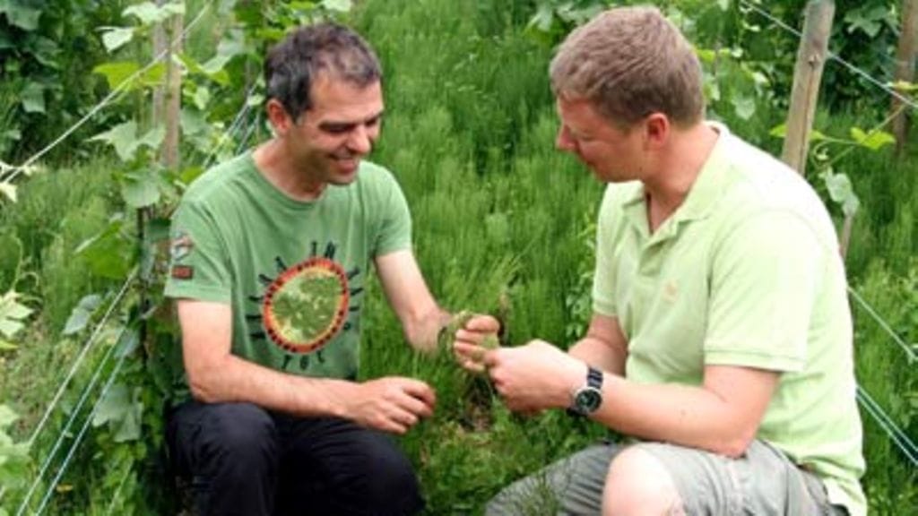 Viinintekijä esittelee satoaan.