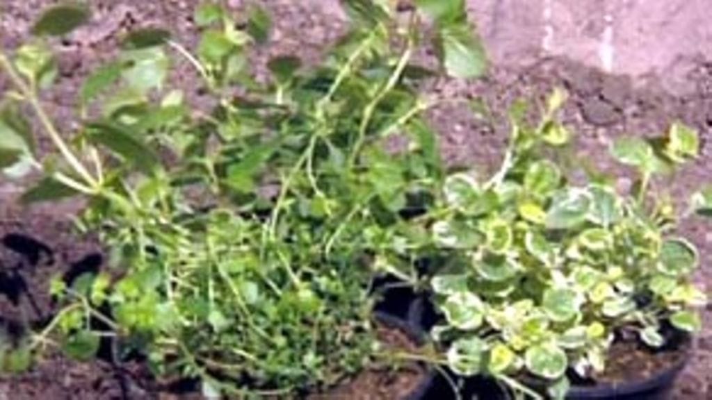 Meirami (Pioni 22.5.2007)