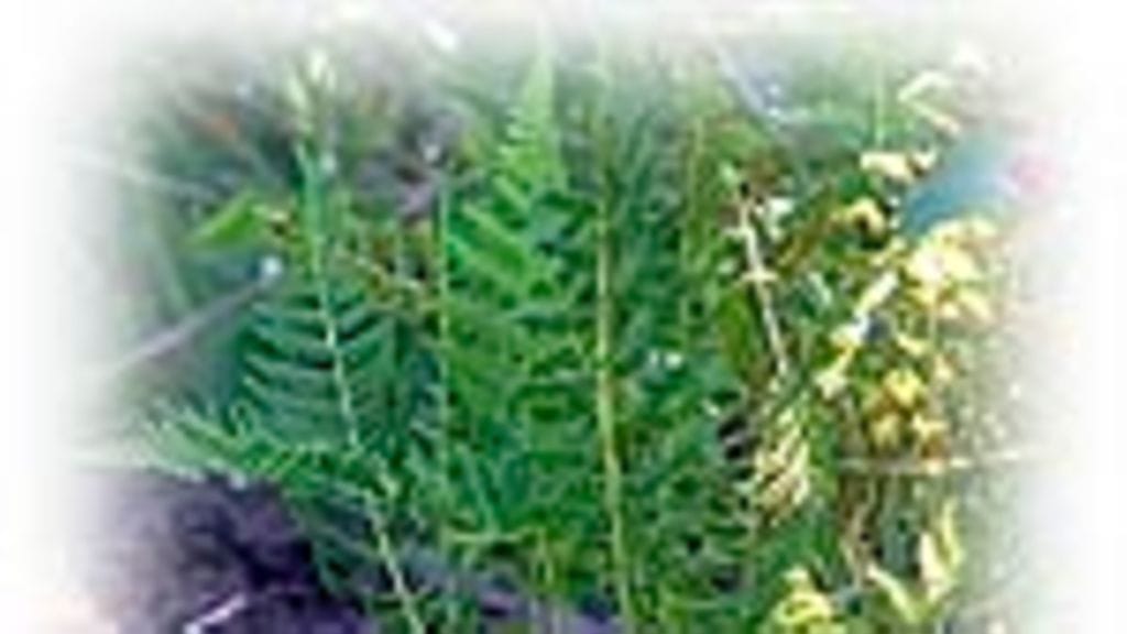 Hiirenporras (Athyrium filix-femina)