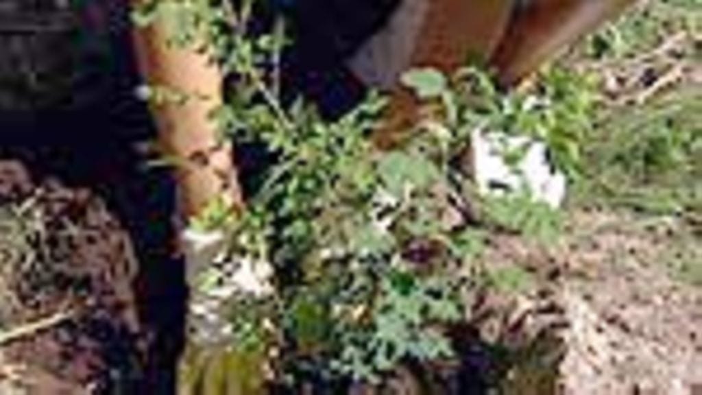 juhannusruusun istutus