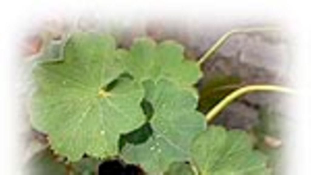 Jättipoimulehti (Alchemilla mollis)