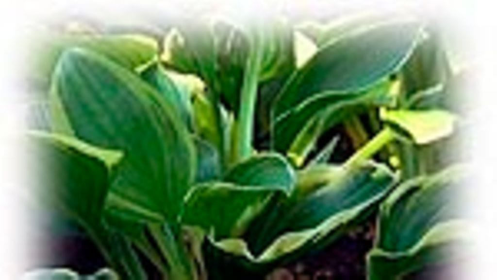 Kuunlilja (Hosta spp.)