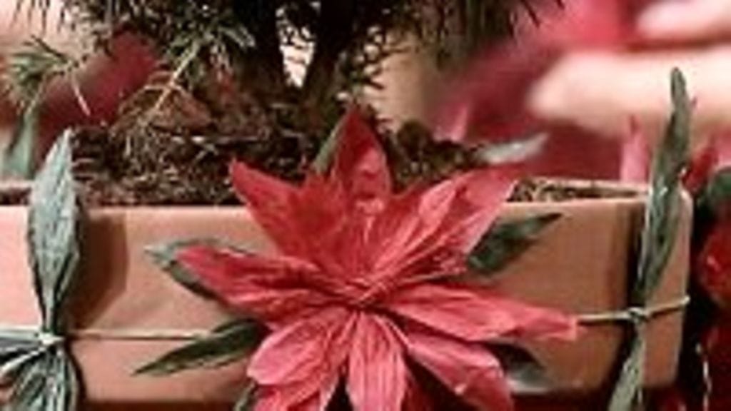 Sinooperi: paperikukka (joulutähti)