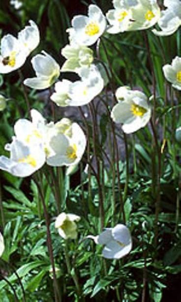 vuokko, kuva: Ella Räty