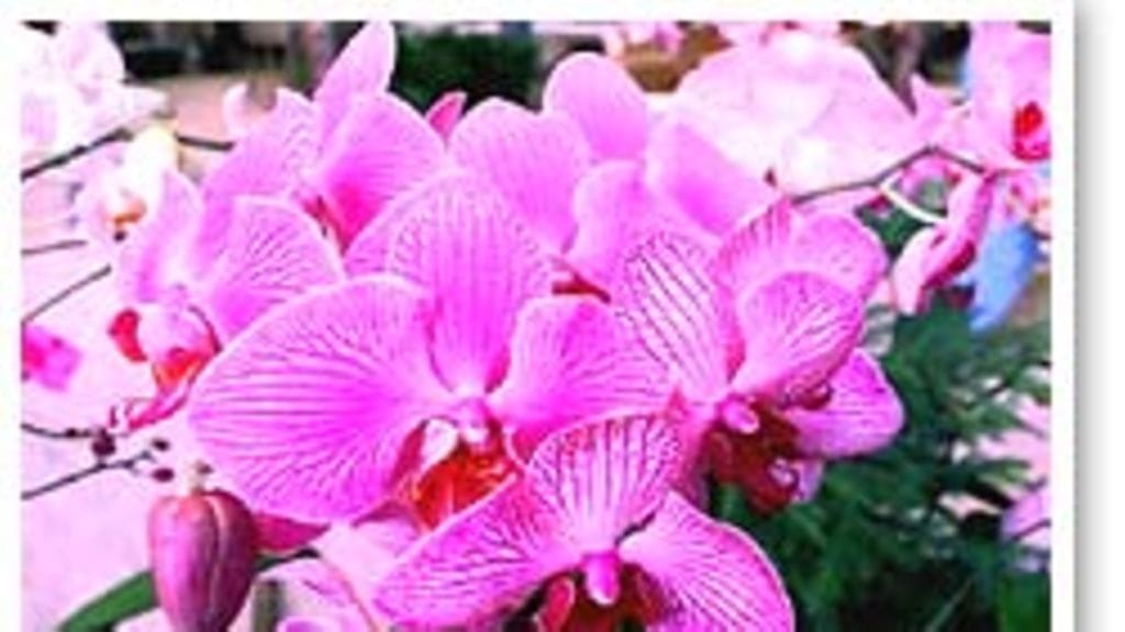 Orkidea kukkii noin kaksi kuukautta vuodessa.