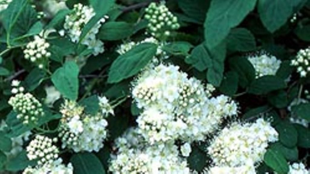 virpiangervo, kuva: Ella Räty