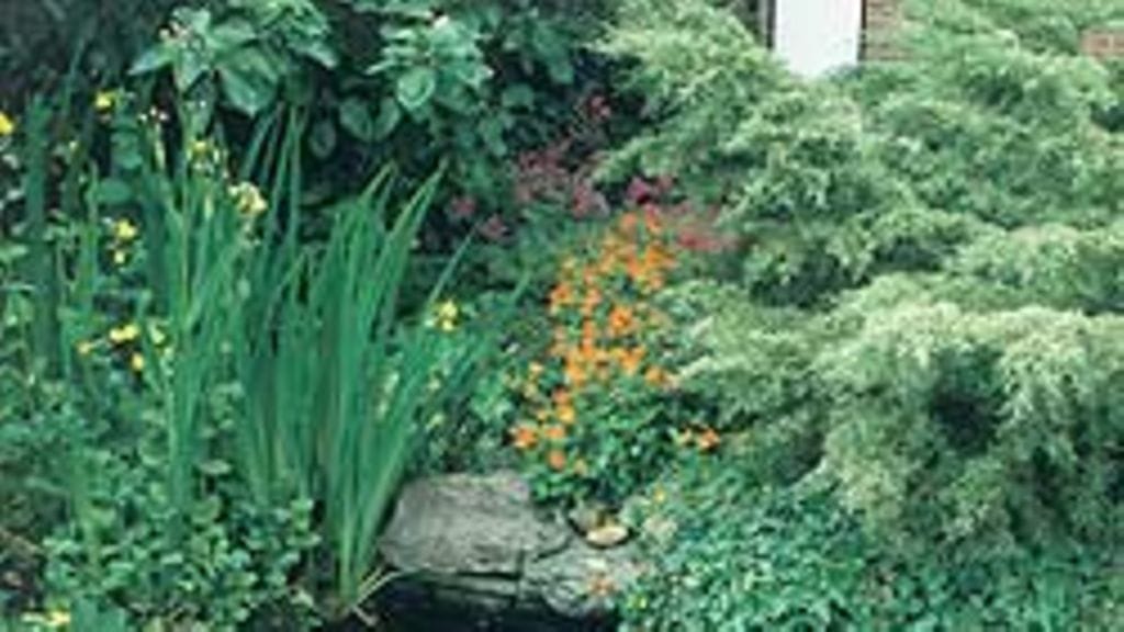 kuva kirjasta Pienessä puutarhassa