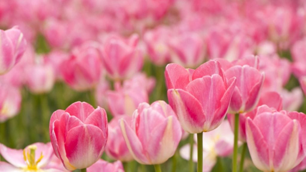 Tarha saa olla värikäs.