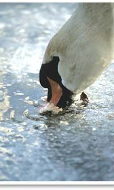 kuva: futureimagebank.com/Jukka Heiskanen