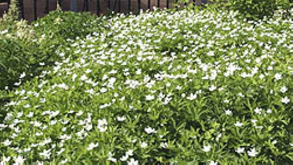 kanadanvuokko, kuva: Ella Räty