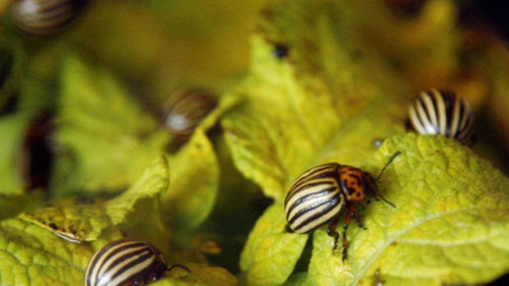 Koloradonkuoriaisia perunan lehdillä.