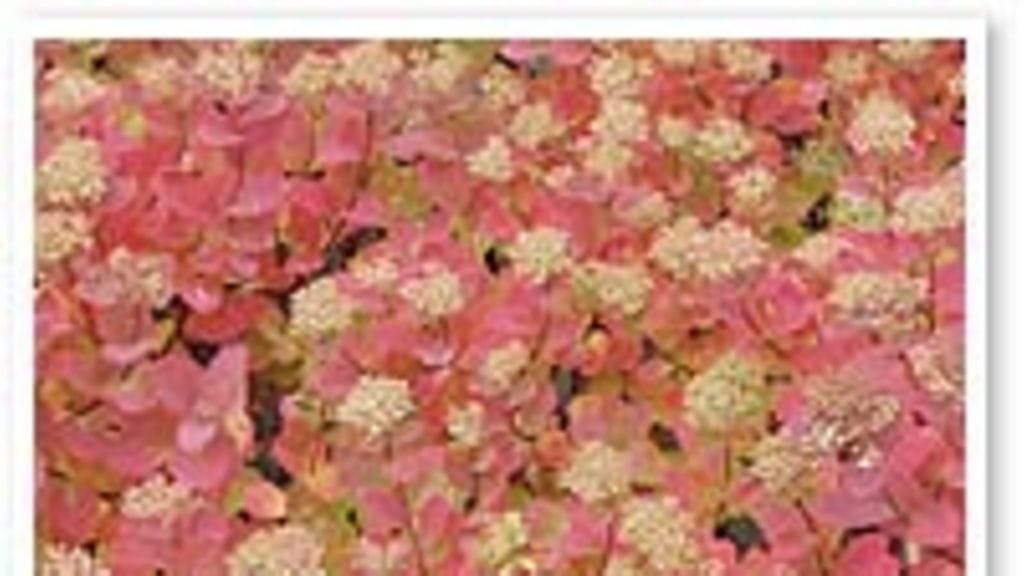 Koivuangervo(Spiraea betulifolia) syysvärissä