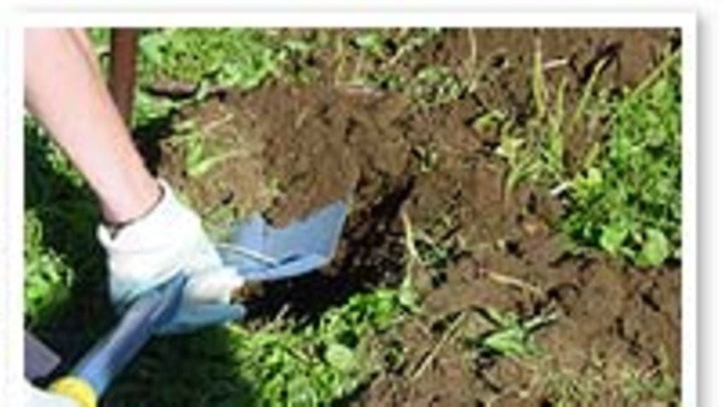 Syksy on parasta istutusaikaa.