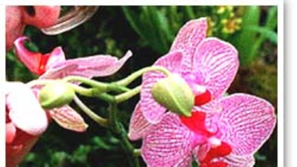 Orkideaan täytyy suhtautua kunnioittavasti.