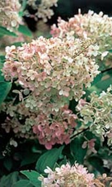 kuva kirjasta: Pienessä puutarhassa