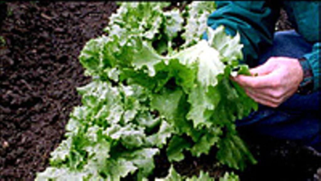 Yllätyksiä salaattipenkissä?