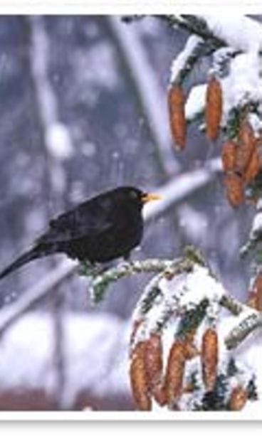 kuva: futureimagebank.com/Reijo Juurinen