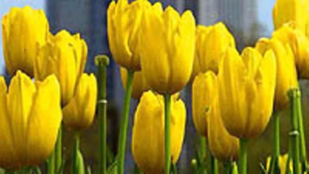 tulppaaneja
