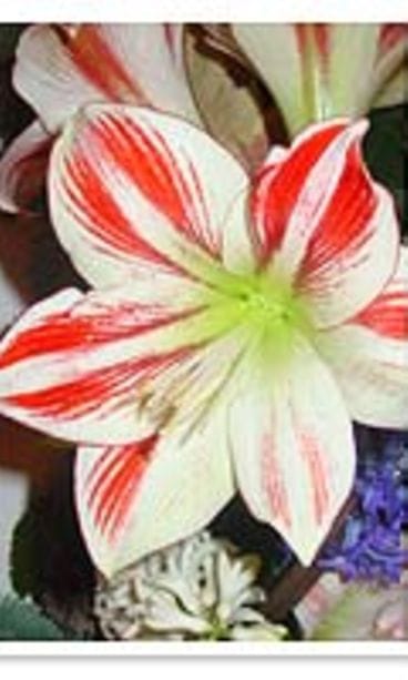 Ritarinkukka on pitkään kestävä ruukkukukkka.