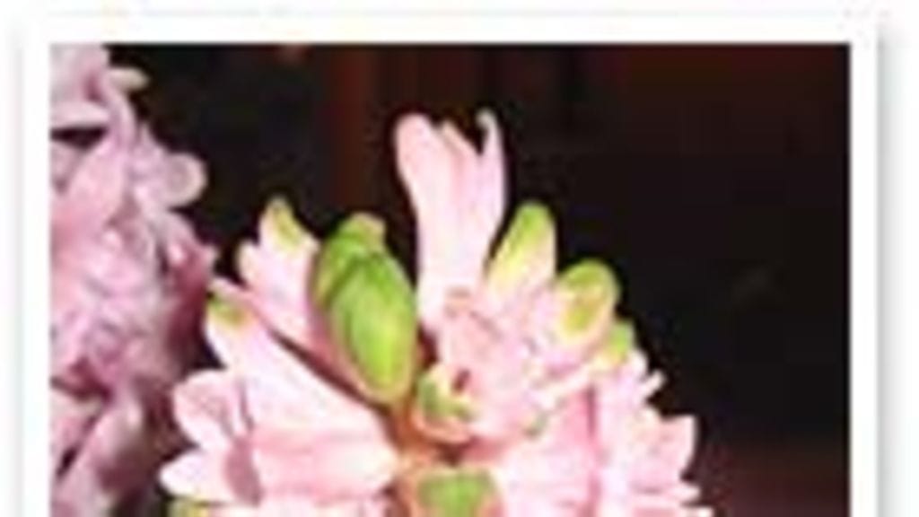 Hyasintti on edelleen suosituimpia joulukukkia.