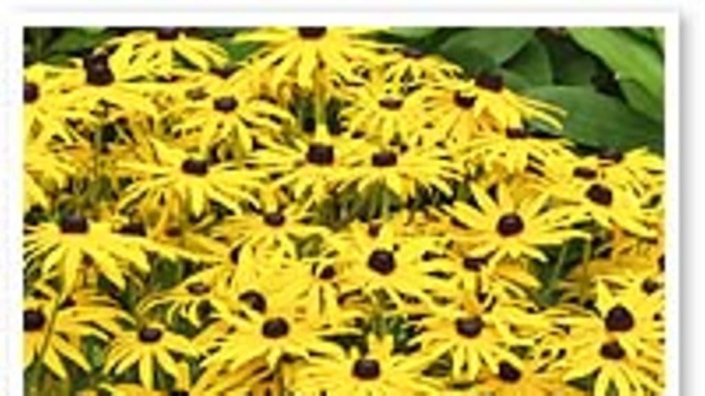 sädepäivänhattu, Rudbeckia fulgida var. sullivantii