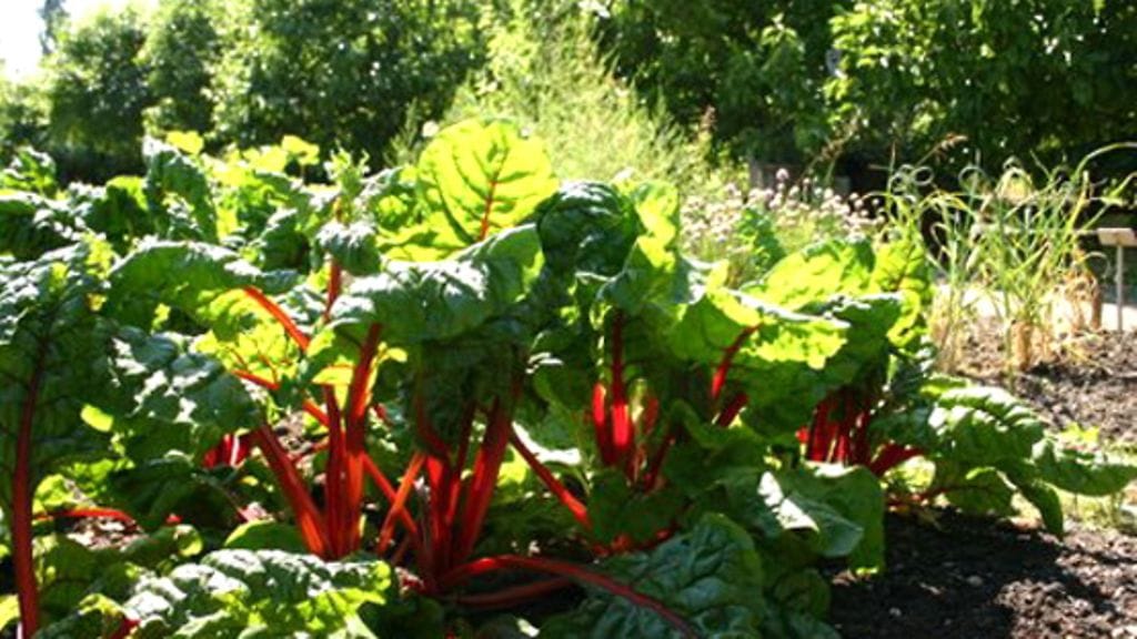 Kuva: Jari Poutanen/Evira