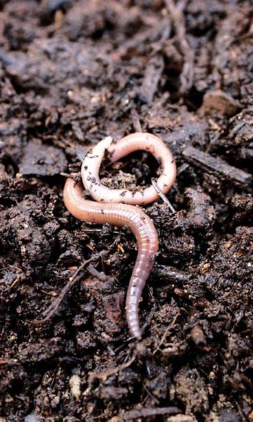 Mato. Kuva: Agrimarket