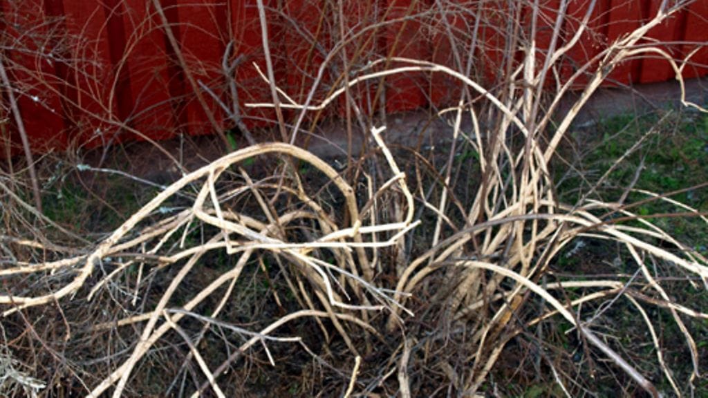 Myyrätuhoja puutarhassa