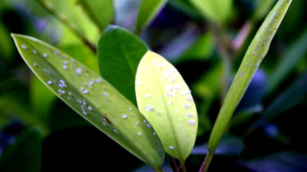 Kuva: Jari Poutanen/Evira