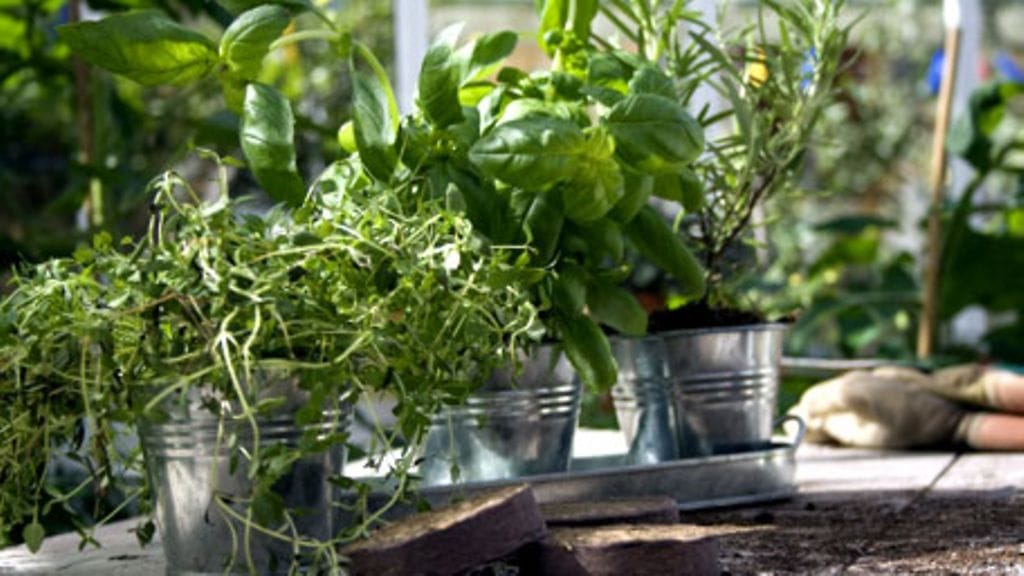 Plantagen