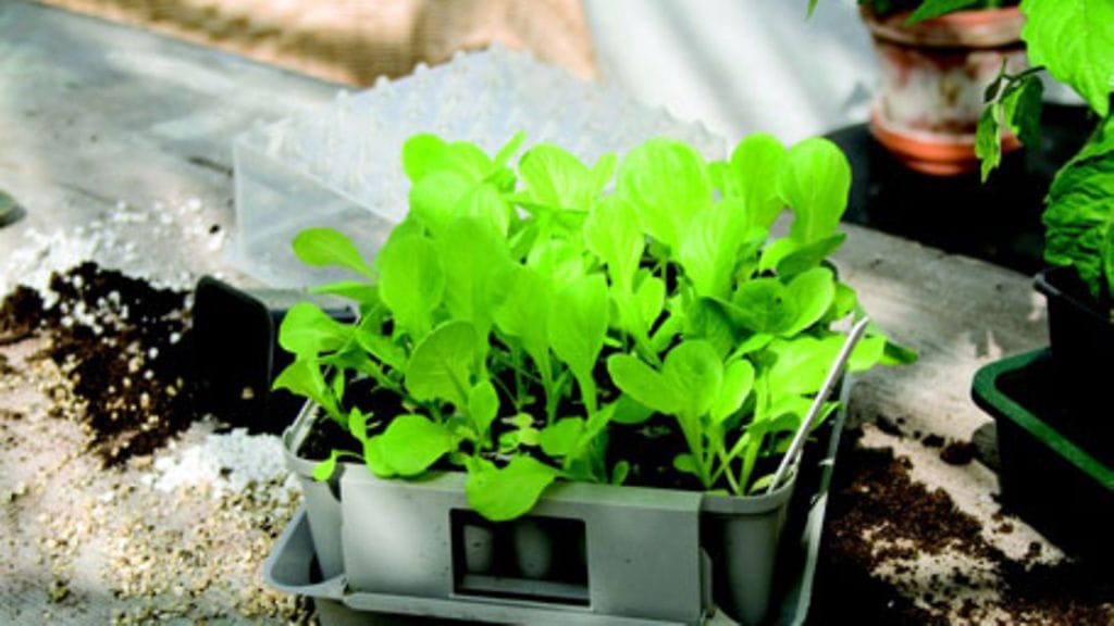 Plantagen