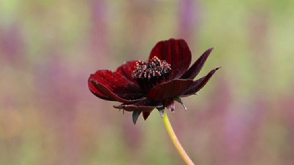 Hento suklaakosmos levittää ympärilleen suklaista tuoksua.