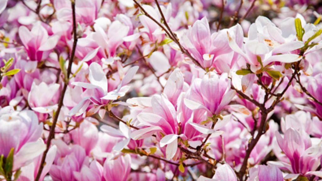 Upea magnolia viihtyy myös Suomessa, kunhan olosuhteet ovat oikeat.