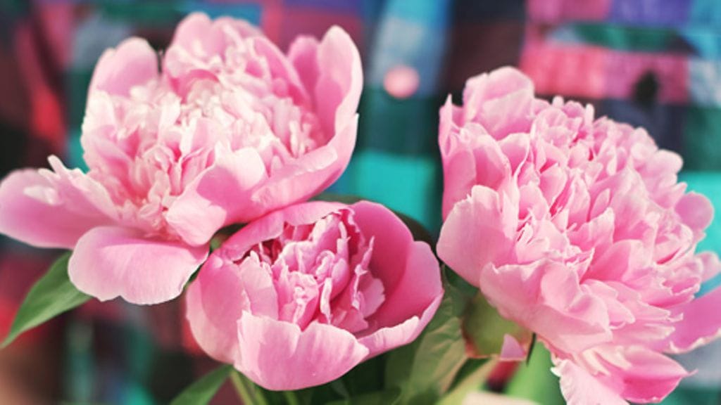 Pian on taas pionien aika – miten niistä voisi nauttia mahdollisimman pitkään?